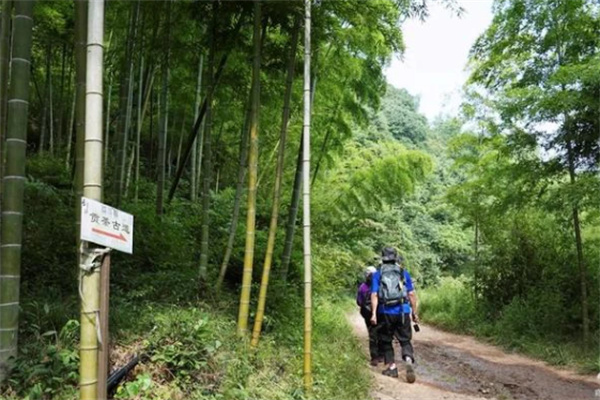 贡茶古道上的驴友